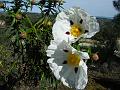 Esteva-cistus ladanifer